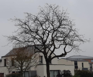 Taille de chêne - Après