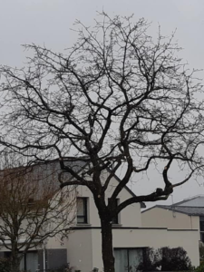 Taille de chêne - Avant