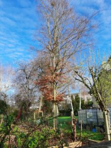 Suppression d'un hêtre pourpre