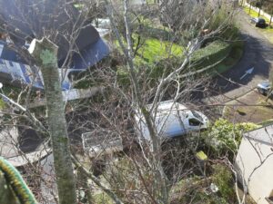 Suppression d'un hêtre pourpre