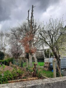 Suppression d'un hêtre pourpre