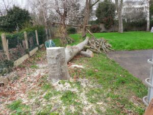 Suppression d'un hêtre pourpre